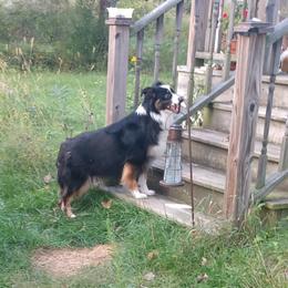 Abby - Miniature Australian Shepherd