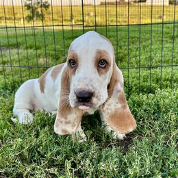 PG3 - Red and white female Basset Hound puppy in Britton, South Dakota from K&S Canines