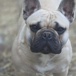 Walker - Fawn and white male French Bulldog puppy in Blanchard, Oklahoma from Mystique Kennel