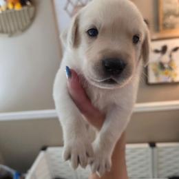 Hex - Yellow male Labrador Retriever puppy in Bartlett, Tennessee from Red Hearts Labradors