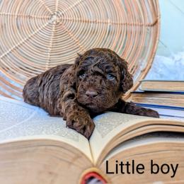 Poodle All Grown Up from Topline Poodles