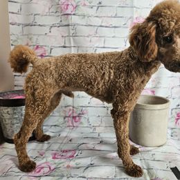 Ryder - Poodle