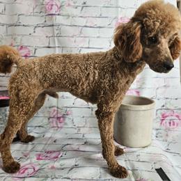 Ryder - Poodle