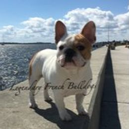 French Bulldog adult dog