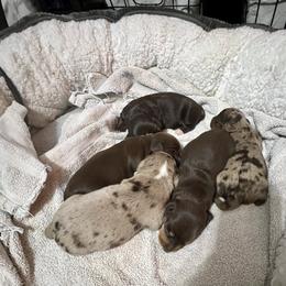 Dachshund Puppies from Honey Creek Doxies