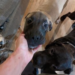Girl 2 - Mastiff puppy in Rotterdam, New York from Geier's English Mastiff's🐾❤️