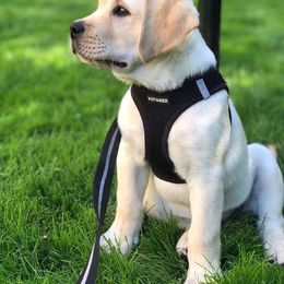 Labrador Retriever Puppies from Aiyer Brothers Labradors