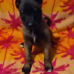Skys Purple - Mahogany female Belgian Malinois puppy in Berry, Alabama from North River k9