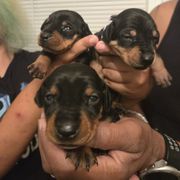 Bersa- WMK9 - Black female German Pinscher puppy in Chatham, Virginia from Wild Mountain Haven K9