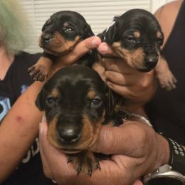 Bersa- WMK9 - Black female German Pinscher puppy in Chatham, Virginia from Wild Mountain Haven K9