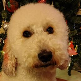 Biewer Terriers, Goldendoodles, Shih Tzus, and Yorkshire Terriers from Thorntons Fur Crew