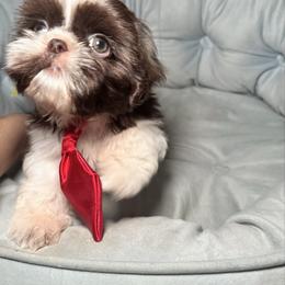 Duke - Chocolate male Shih Tzu puppy in California from Fairy Tails Shih Tzus CA