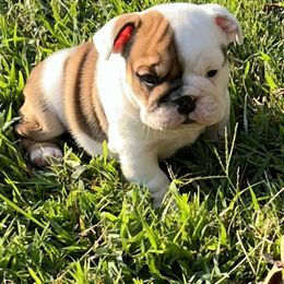 Bulldog Puppies from Moffitt Bulldogs