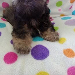 Waylon - Red male Shih Tzu puppy in Sulpher Springs, Texas from Pams Precious Shih Tzus