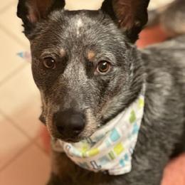 Australian Cattle Dog All Grown Up from Hope Heelers (Australian Cattle Dogs)