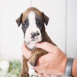 Boxer Puppies from Hawk Creek Boxers