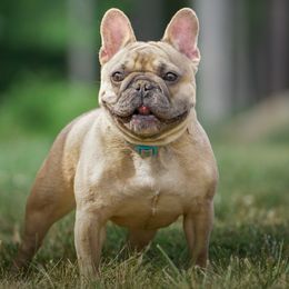 Effie - French Bulldog