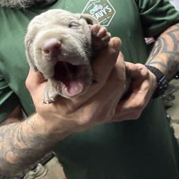 Silver boy 3 - Silver gray male Weimaraner puppy in Lancaster, Kentucky from Heavy Hollow Farm