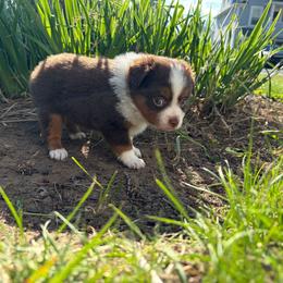 Aileen - Red tri-color female Miniature American Shepherd puppy in Terryville, Connecticut from Spirited Aussies