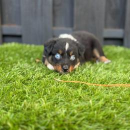 Lamb - Black tri-color male Australian Shepherd puppy in Oak Hill, Florida from Swingin T Ranch LLC