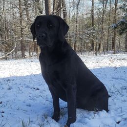 Laney - Labrador Retriever