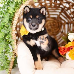 Kana - Black and Tan Girl - Black and tan female Shiba Inu puppy in Neosho, Missouri from Sunny Terrace Shibas