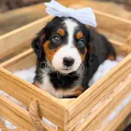 Lucia - Unfurnished - female Australian Mountain Doodle puppy in Pittsburgh, Pennsylvania from WestPenn Doodles LLC