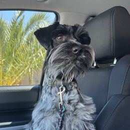 Charlie - Miniature Schnauzer