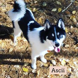 Pomsky puppies from Teddy Bear Pomskies