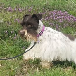 Miniature Schnauzers and Rottweilers from Rough Creek Kennels