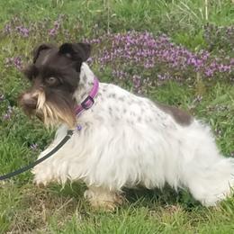 Miniature Schnauzers and Rottweilers from Rough Creek Kennels