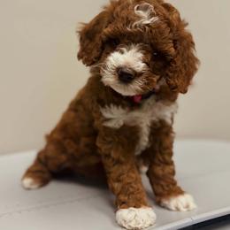 Bernedoodle, Goldendoodle, and Poodle Puppies from 4goldendoodles