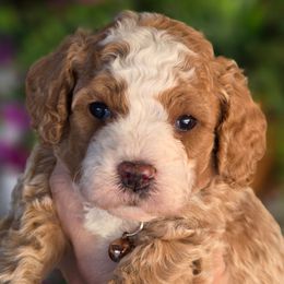 Graham Brown - Red  male Goldendoodle puppy in Vernon, Texas from Sugarland's Texas Goldendoodles