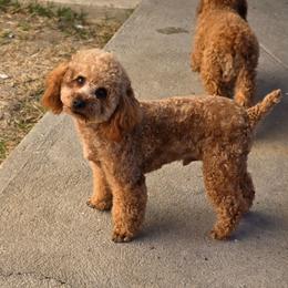 Bvlgari not fixed - Apricot male Maltipoo puppy in San Diego, California from Maltipoos SD