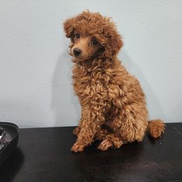 Poodle Puppies from Little Red Poodles