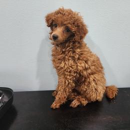 Poodle Puppies from Little Red Poodles