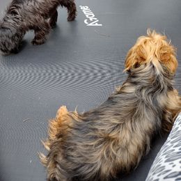 Yorkshire Terrier All Grown Up from Tiny Tiny Bundles