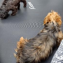 Yorkshire Terrier All Grown Up from Tiny Tiny Bundles