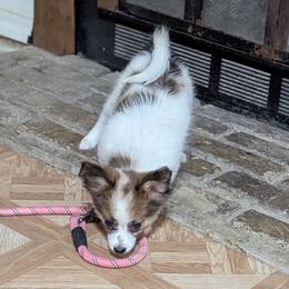 Daisy - Red white and sable female Papillon puppy in Joshua, Texas from Summertime Kennels