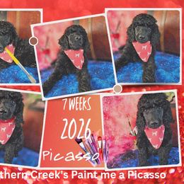 Picasso - Black male Poodle puppy in Mcbain, Michigan from Northern Creek