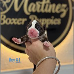 Boy1 - Brindle male Boxer puppy in Orlando, Florida from Martinez AKC Boxers of Central Florida