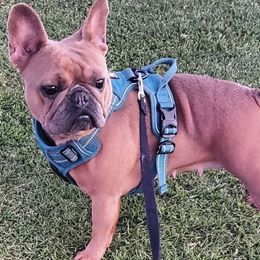 French Bulldogs from Miriam's Frenchies