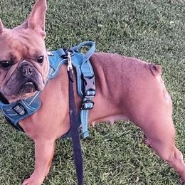French Bulldogs from Miriam's Frenchies