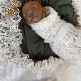 Clover - Red female Cavapoo puppy in Queen Creek, Arizona from Sunny Doodles