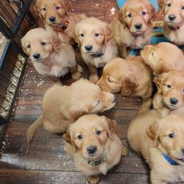 Golden Retriever Puppies from Soda Springs Kennel