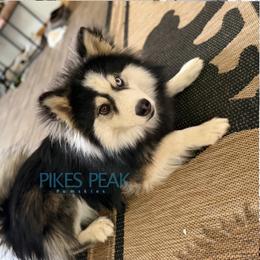 Kodiak - Silver and white male Pomsky puppy in Littleton, Colorado from Pikes Peak Pomskies