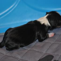Miniature American Shepherd and Toy Australian Shepherd Puppies from Roeboat Aussies