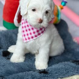 Fern - Caramel red female Australian Labradoodle puppy in Clarksville, Tennessee from Fairytale Lane Australian Labradoodles