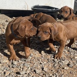 Girl 2 - Rhodesian Ridgeback puppy from Troubadour Ranch
