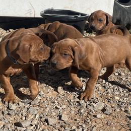 Girl 2 - Rhodesian Ridgeback puppy from Troubadour Ranch
